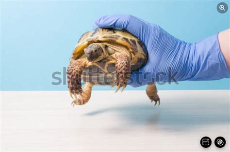 How To Trim Tortoise Beak A Complete Guide