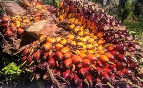 Harga Tbs Kelapa Sawit Kaltim Naik Jadi Rp Per Kg Kaltim Faktual