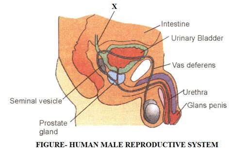 Trace The Path Of Sperm During Ejaculation And Mention The Gland And