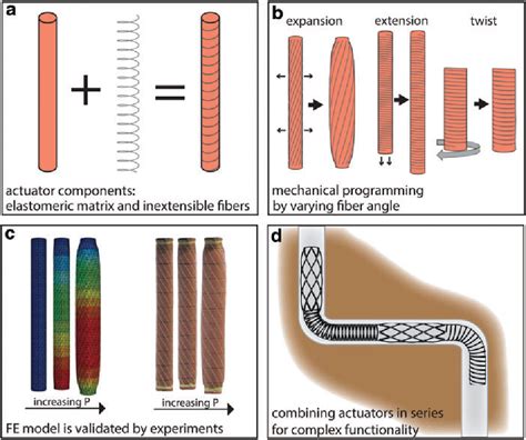 Figure 1 From Mechanical Programming Of Soft Actuators By Varying Fiber