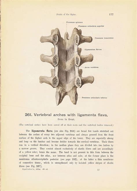 spinal-column-with-ligaments-and-vertebral-arches-human-anatomy