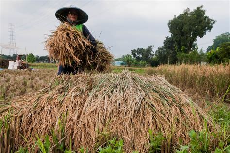 BPS Kenaikan Harga Gabah Beras Kembali Menguat ANTARA News