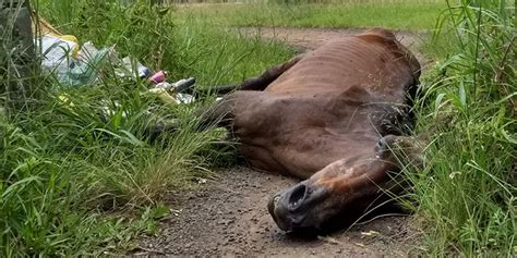 Animal é sacrificado por maus tratos em União da Vitória Rádio Colmeia