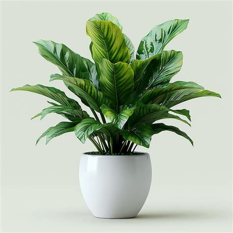 Premium Photo Photo Of Indoor Plants Birds Nest Fern Asplenium Nidus