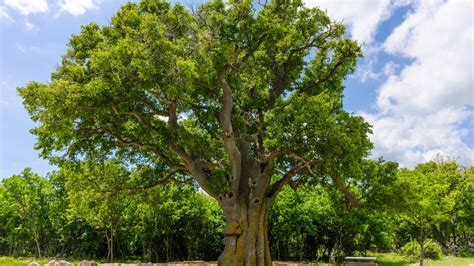 Micocoulier Plantation Entretien Soin Le Parisien