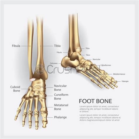 Foot Bone Anatomy Vector Illustration Stock Vector 1259658 Crushpixel