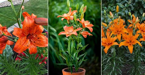 14 Most Beautiful Types of Orange Lilies - Hello Lidy