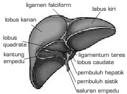 Gambar Struktur Fungsi Organ Sistem Pencernaan Manusia Hati Gambar