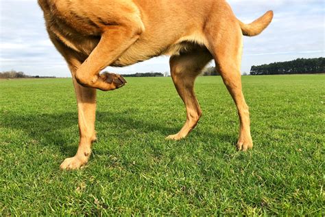 Boiterie Chez Les Chiens Causes Traitements Et Conseils V T Rinaires