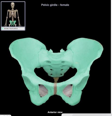 LAB Pelvic Girdle And Lower Limb Flashcards Quizlet