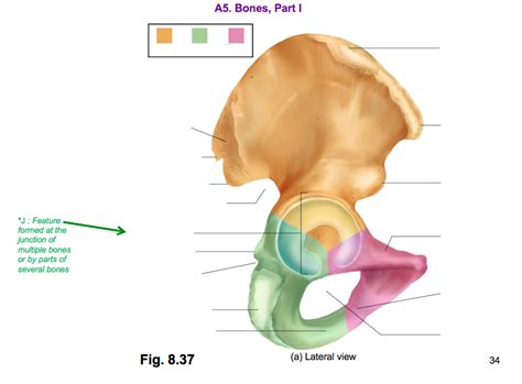 Coxal Bone Diagram Quizlet