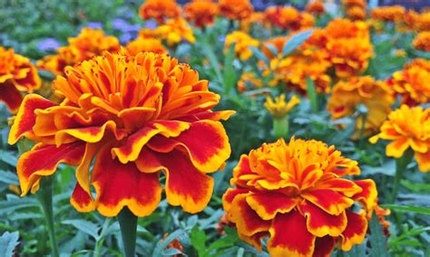 How & When to Plant Marigold Seeds Indoors for Garden - 1898 Mama