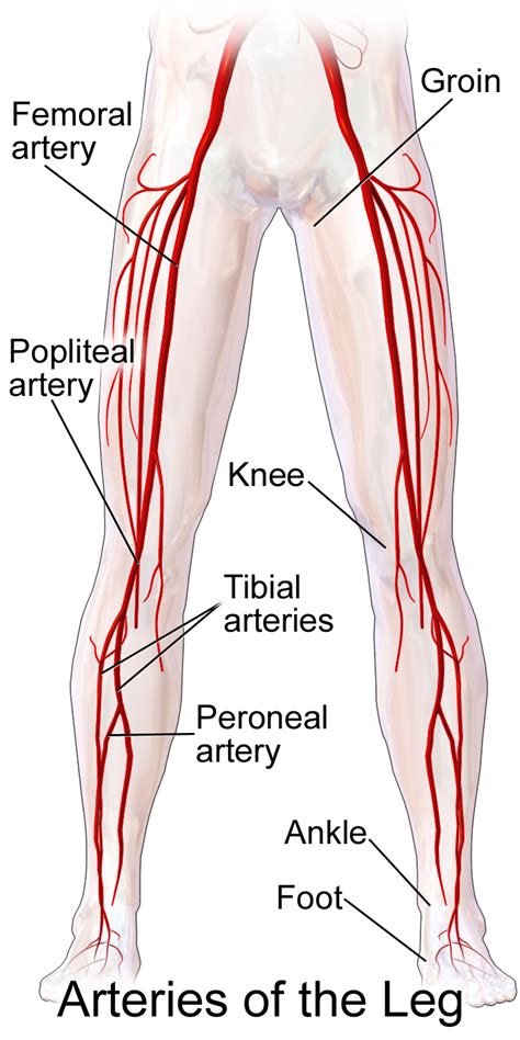 Blausen 0607 Arteries Of The Lower Limb English Labels AnatomyTOOL