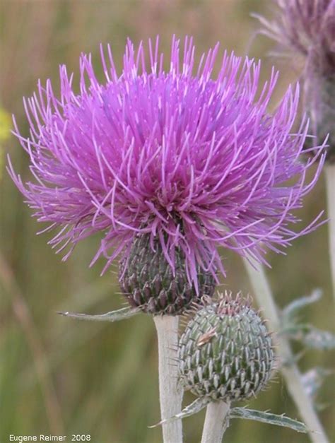 Flodmans Thistle Cirsium Flodmanii Flower Head