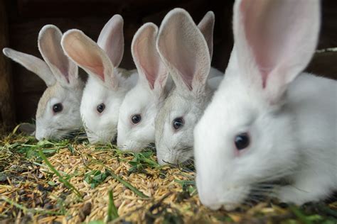 What Is A Group Of Rabbits Called Uk