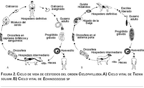 Cestodiasis Tisulares Participaci N De Los Linfocitos T Cooperadores Y