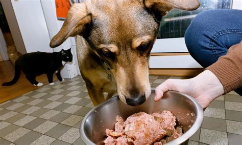 Los Perros Pueden Comer Carne