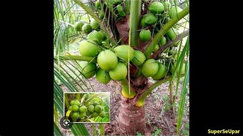 Coconut Varieties Available In India Youtube