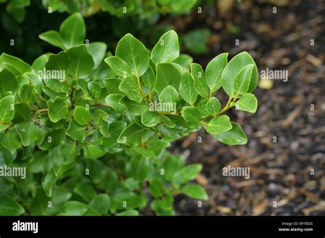 New Zealand Broadleaf Papauma Or Kapuka Griselinia Littoralis