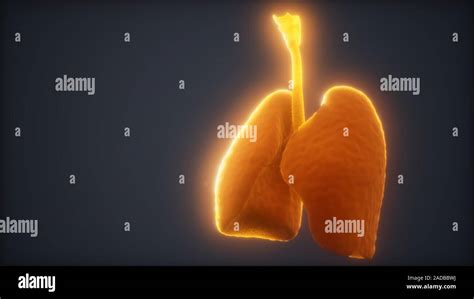 3d Animation Of Human Lungs Stock Photo Alamy