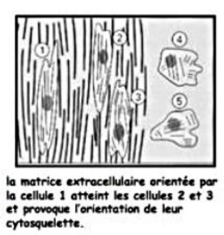 Les Mol Cules D Adh Rence Cartes Quizlet