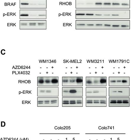 Inhibition Of The BRAF MEK ERK Pathway Induces RHOB In Melanoma Cells