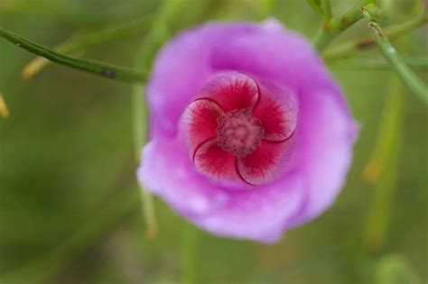 Dssi0038796 Desert Hibiscus Doug Steley Flickr