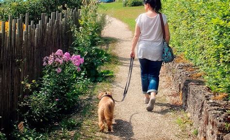 Cómo pasear a un perro correctamente Trucos y consejos