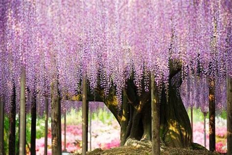 Wisteria