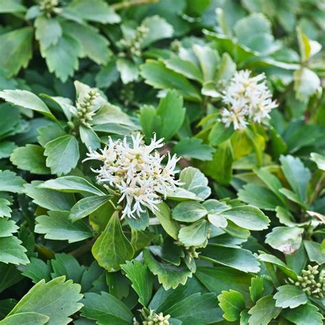 How to Plant Pachysandra (Japanese Spurge) - growhappierplants.com