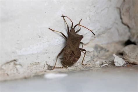 3 Noises That Stink Bugs Make How To Identify Them Pest Pointers