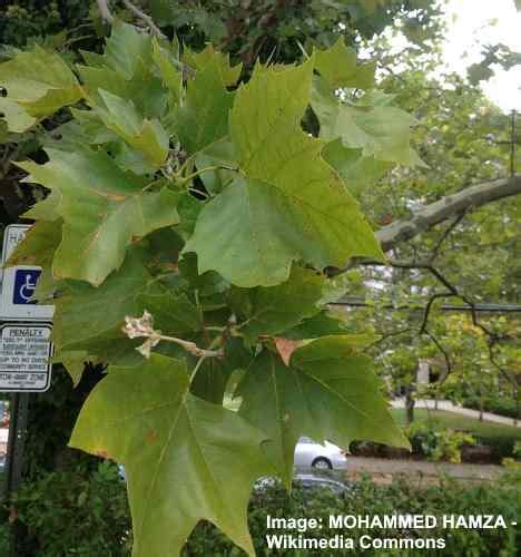 Sycamore Trees Leaves Bark Types Identification Guide Pictures