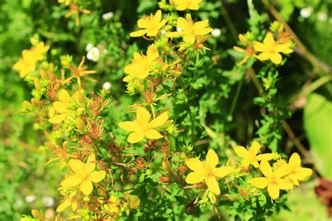 Hermosas Flores Amarillas De La Hierba M Dica De San Juan Foto Premium