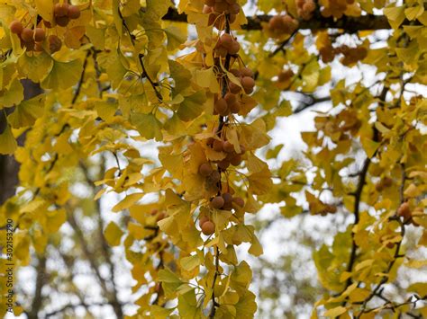 Ginkgo biloba LArbre aux quarante écus ou arbre aux mille écus avec