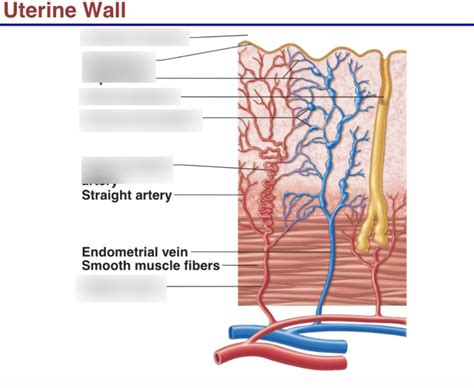 Uterine Wall Chap 27 Diagram Quizlet