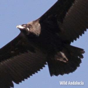 Eurasian Black Vulture In Spain Wild Andalucia Birding Tours