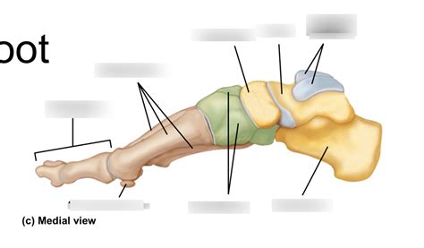 Foot And Ankle Diagram Quizlet