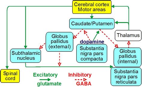 Basal Ganglia Circuit Diagram