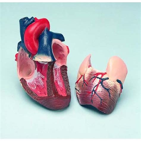 Life Size Heart Model 2 Part 646l Zkj 646 L Esp Models Heart Anatomy