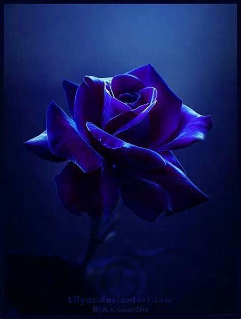 Bluepurple Rose Beautiful Rose Flowers Amazing Flowers My Flower