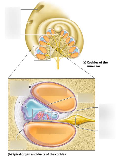 Sensory Anatomy Cochlea Diagram | Quizlet