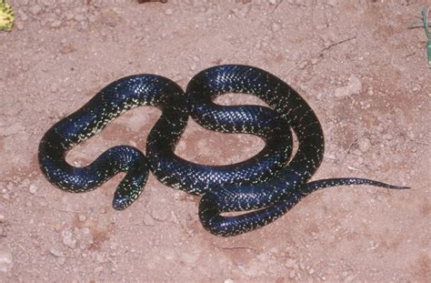 Eastern Black Kingsnake