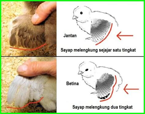 Cara Membedakan Anak Ayam Pejantan Dan Anak Ayam Betina