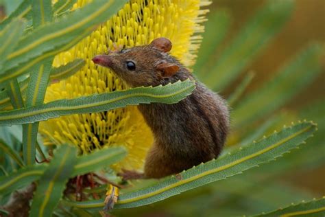 La pollution sonore et ses impacts sur la biodiversité Réseau Agricole