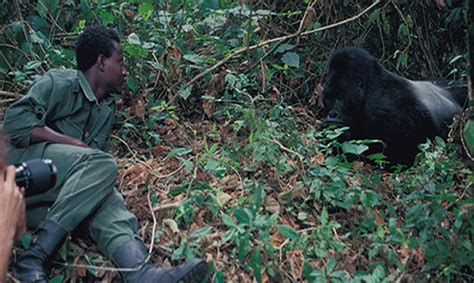 3 Days Bwindi Gorilla Habituation Safari