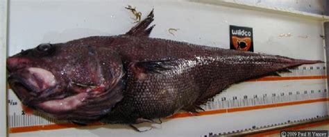 Giant Grenadier Fish