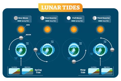 Moon Phases Cycle Illustrations, Royalty-Free Vector Graphics & Clip ...