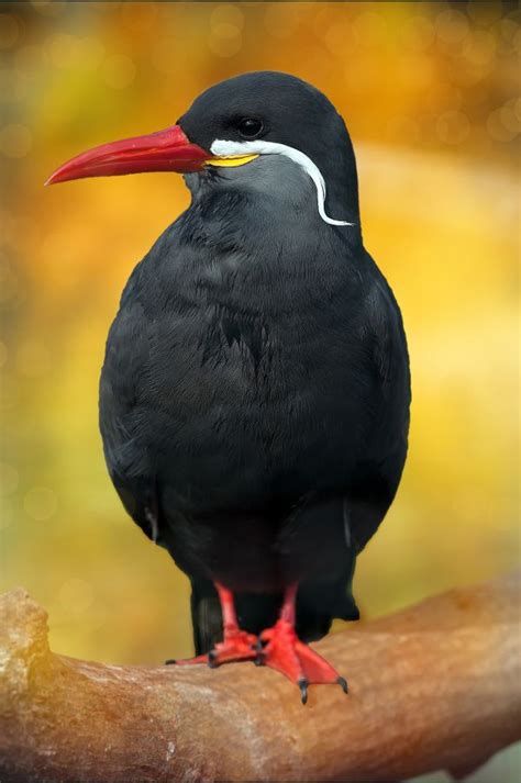 Fotos gratis pájaro animal fauna silvestre pico vertebrado AVE