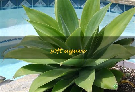 Discovering The Delicate Flavors Of Soft Agave Exploring The Softer