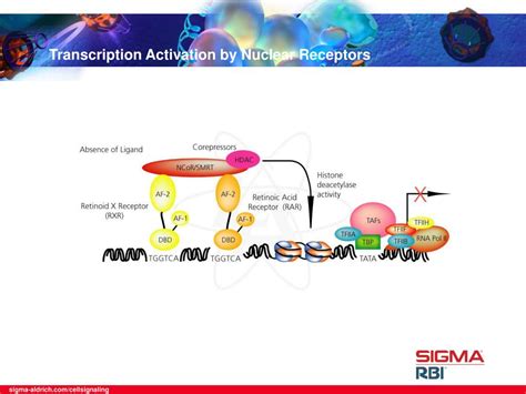 Ppt Transcription Activation By Nuclear Receptors Powerpoint